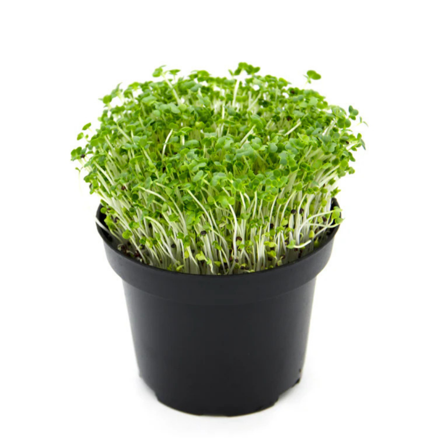 Pak Choi Microgreens 50G