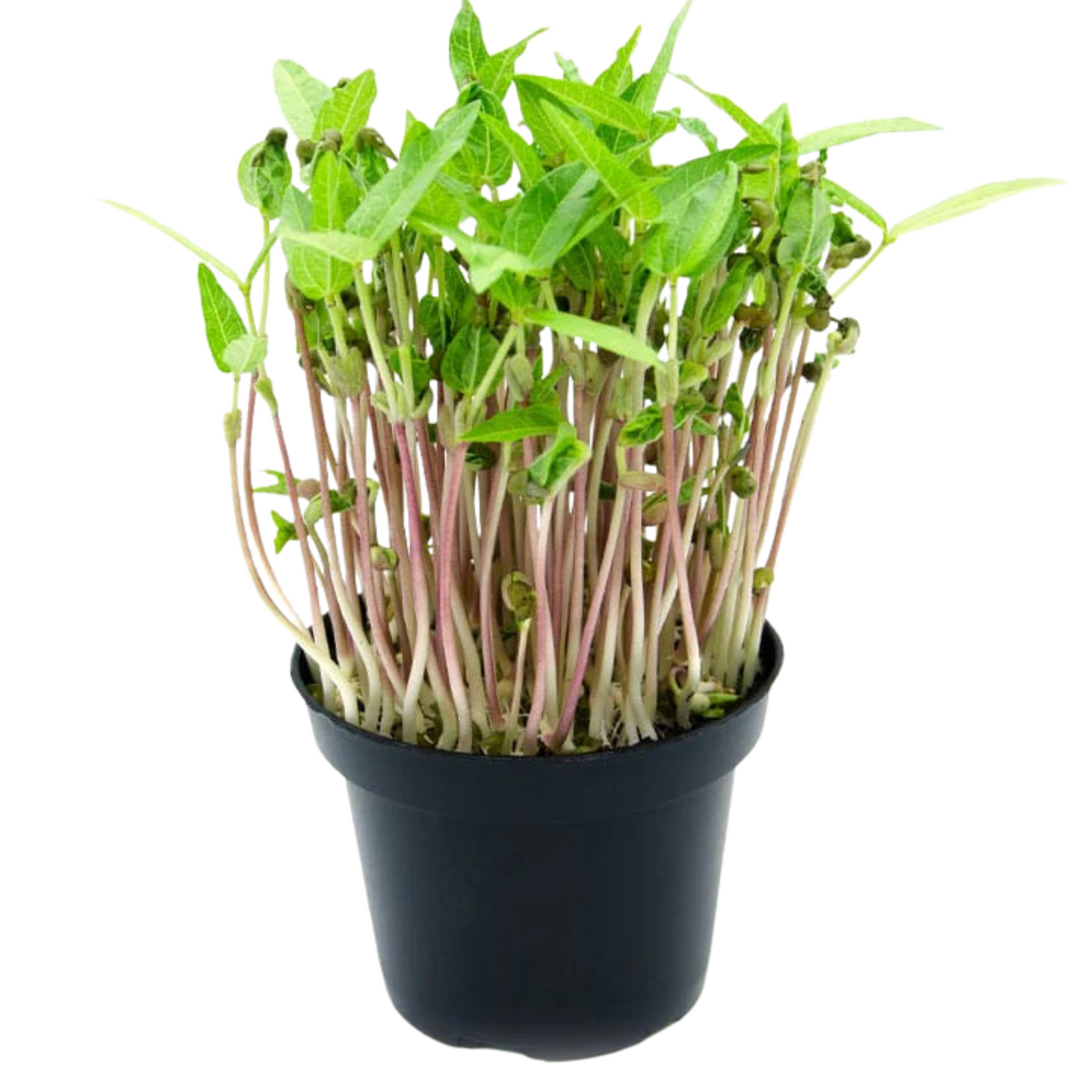 Moong Microgreens 100G
