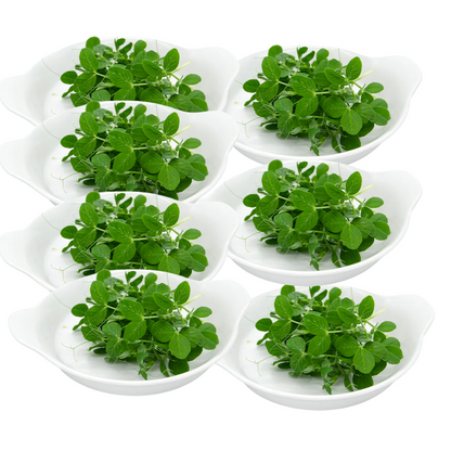 Peas MIcrogreens 50G Weekly Pack
