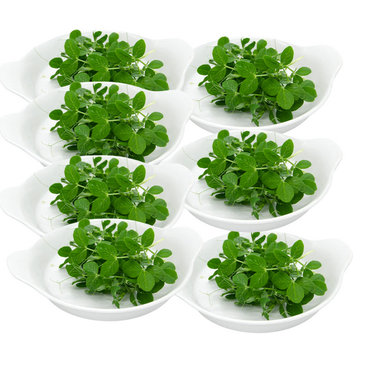 Peas MIcrogreens 50G Weekly Pack