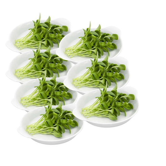 Sunflower Microgreens 100G Weekly Pack