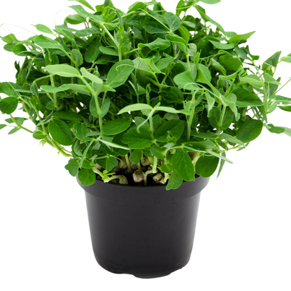Peas Microgreens 50G