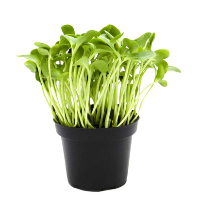 Sunflower Microgreens 100G
