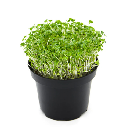 Pak Choi Microgreens 50G