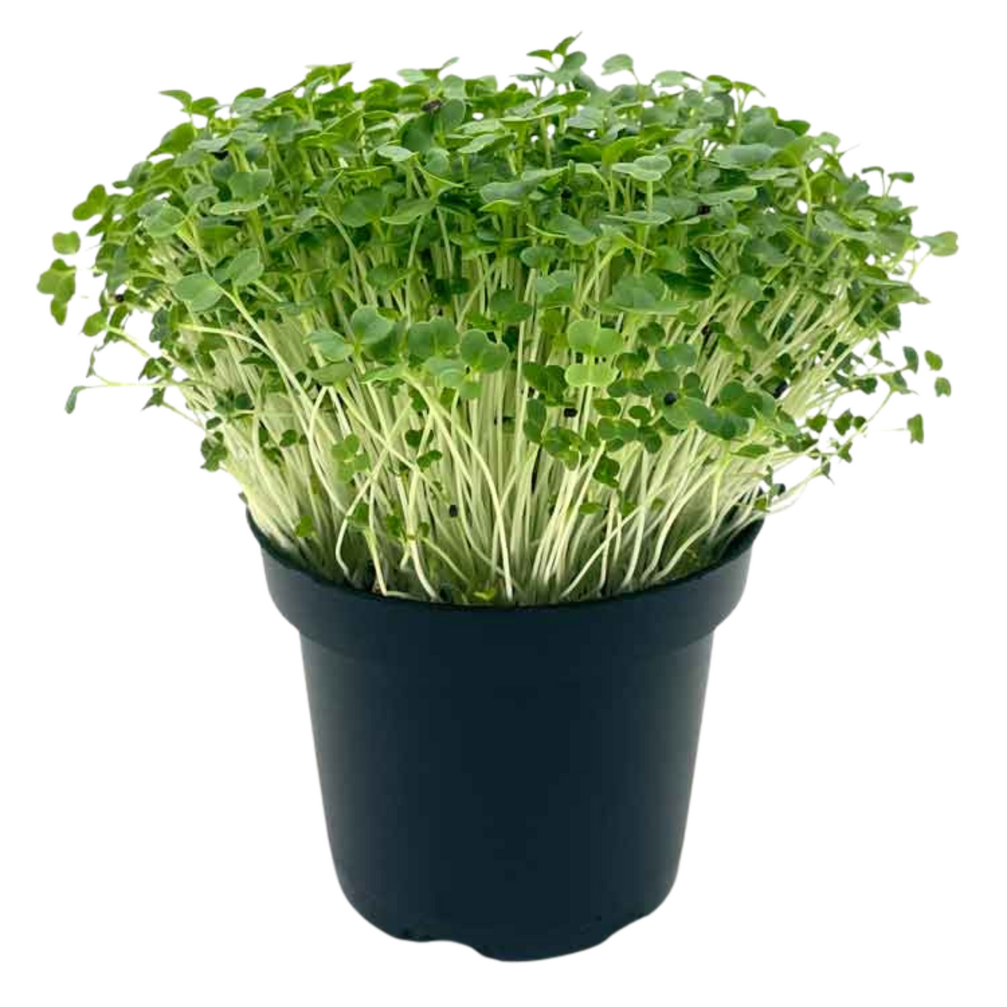 Broccoli Microgreens 100G