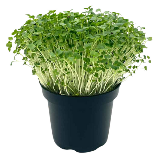 Broccoli Microgreens 100G