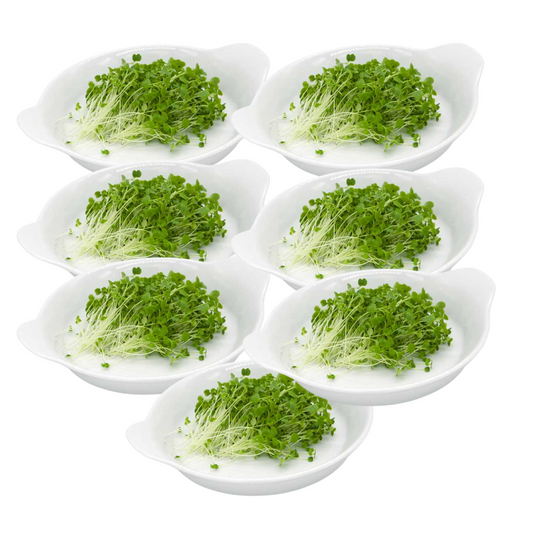 Broccoli Microgreens 50G Weekly Pack
