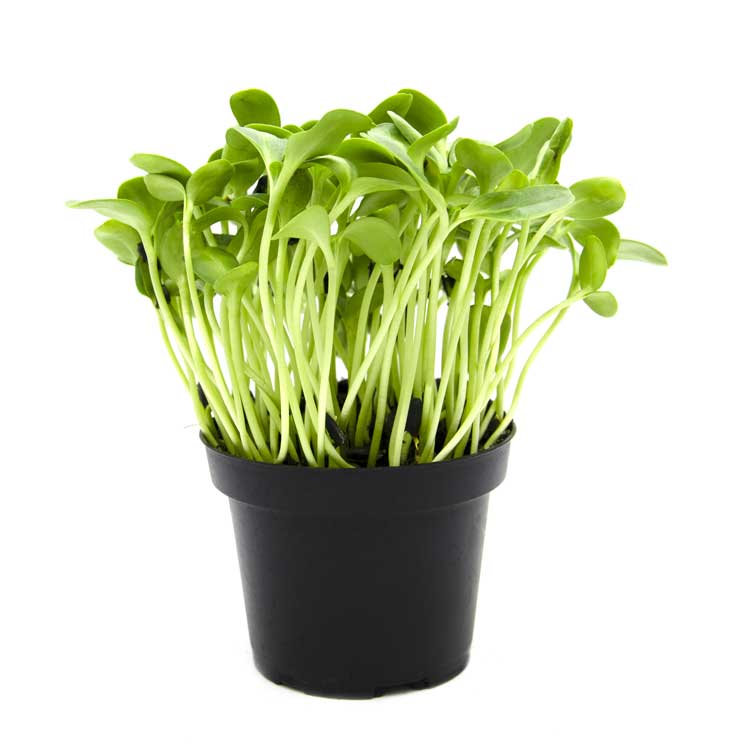Sunflower Microgreens 100G Weekly Pack