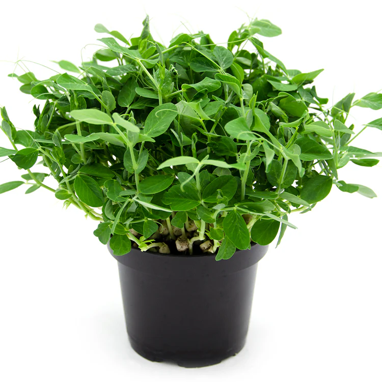 Peas MIcrogreens 50G Weekly Pack