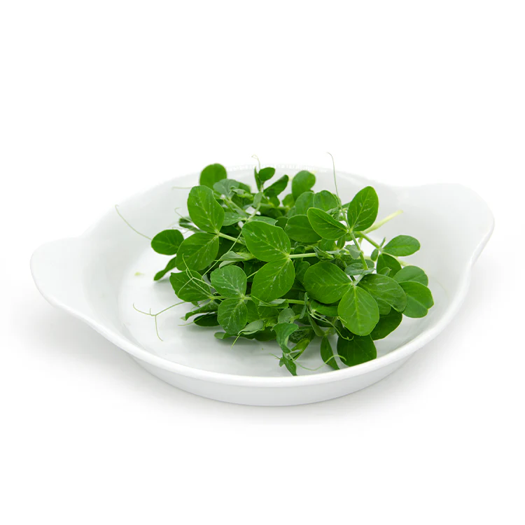Peas MIcrogreens 50G Weekly Pack