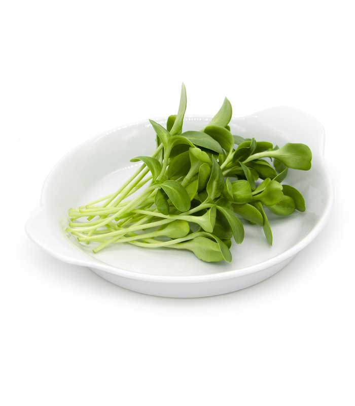 Sunflower Microgreens 100G Weekly Pack