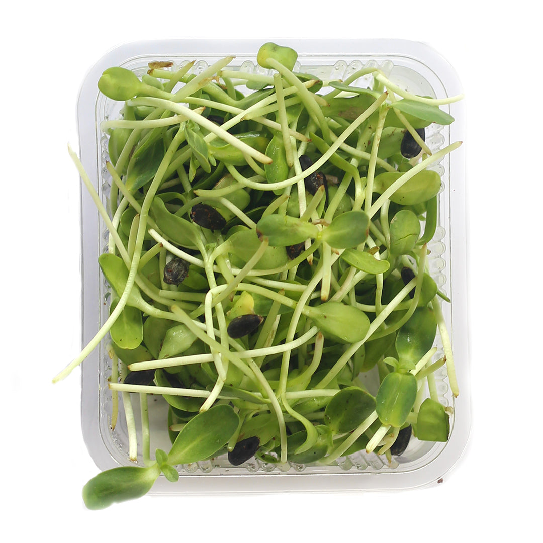 Sunflower Microgreens 100G Weekly Pack