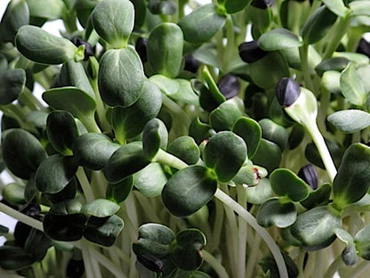 Sunflower Microgreens 100G Weekly Pack